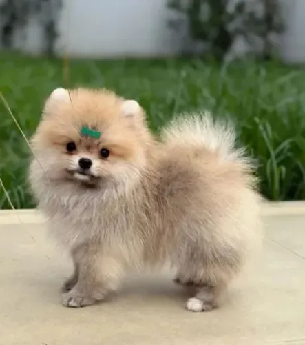 Lindos Filhotes Lulu Pomerânia Machinhos
