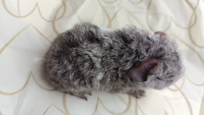 Porquinho da Índia alpaca