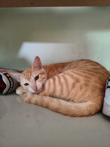 Gato adoção 