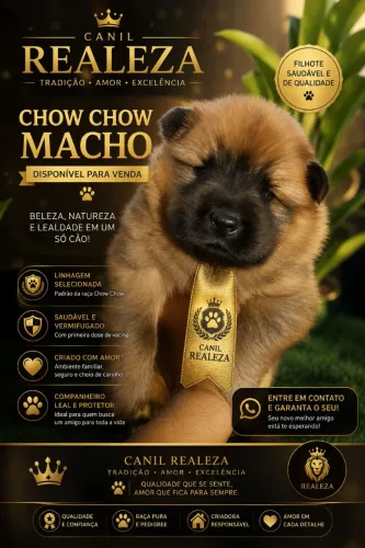 Chow Chow ninhada Premium