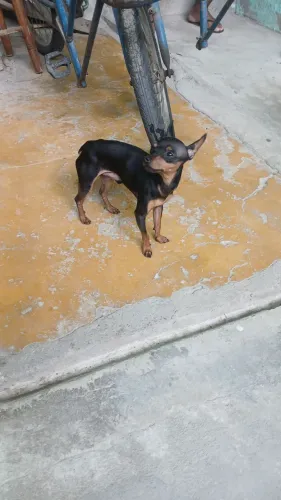 Vendo