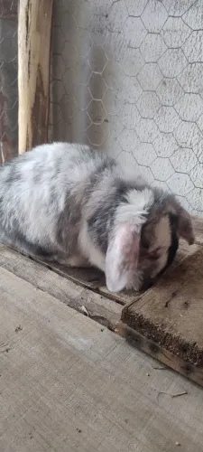 Mini lop