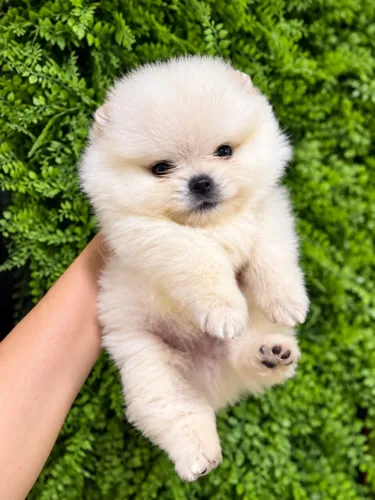 Spitz altíssimo padrão ( Lulu da pomerania)