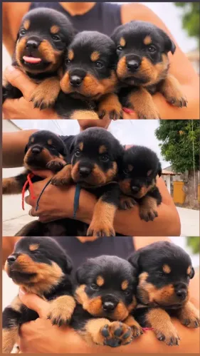Rottweiler com Pedigree 