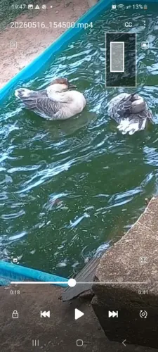 Casal de ganso