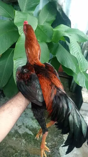 Galo indio