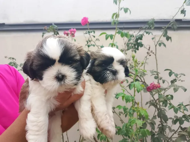 Filhotes de Shih Tzu Puro