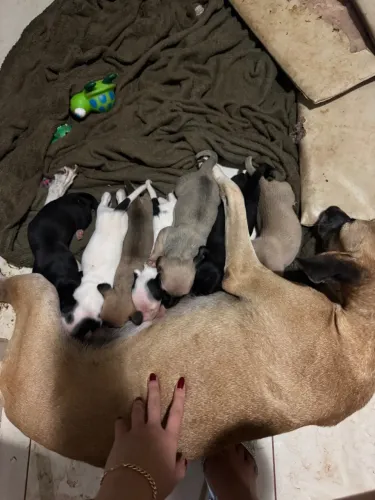 Cachorro SRD para DOAÇÃO 