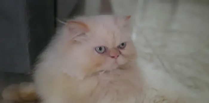 Gato persa 
