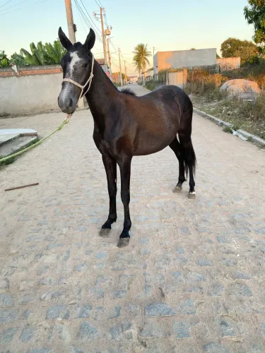 Potra mangalarga