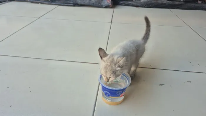 Gata filhote adoção