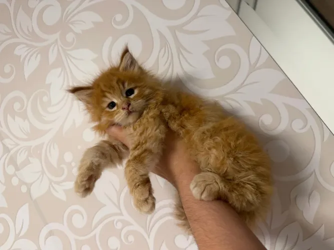 Gato Mainecoon ?