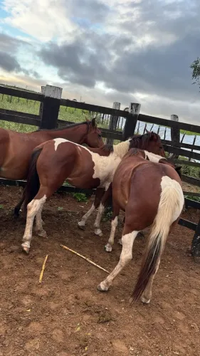 POTROS EM OLINDINA/BAHIA