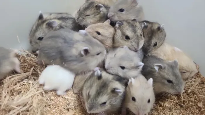 Hamster anão russo 10 por 200 sem sexagem
