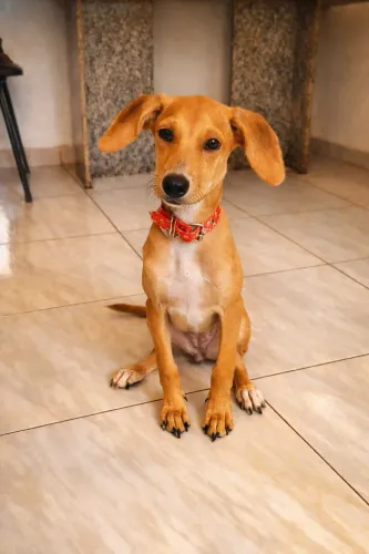 Cachorra pra doação 