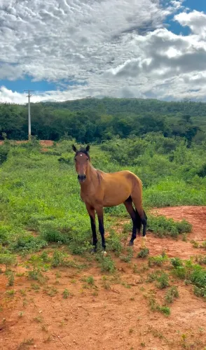 CAVALO/POTRO - PARA VENDA OU TROCA!!!