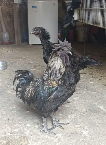 Galinhas várias raças e ovos galados!