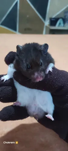 Casal de Hamster Sírio