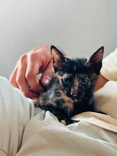 Filhote gata Manchada Mofada Fêmea 