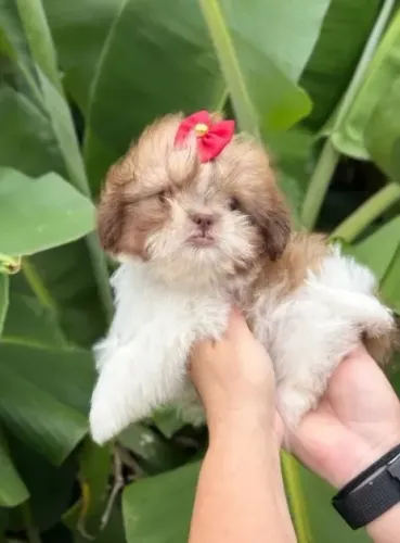 Lindas mocinhas de Shih Tzu Mini