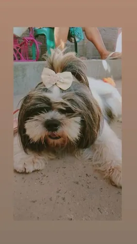 Vende uma cachorrinha Shitzu