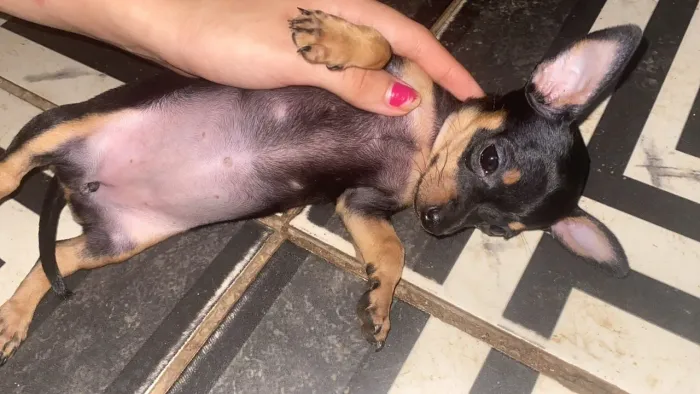 pinscher
