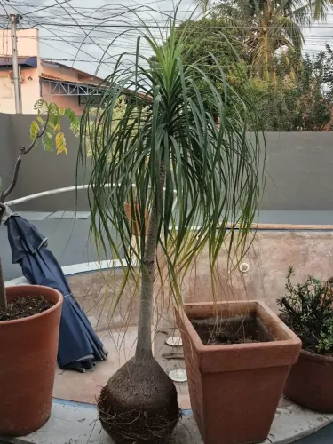Pata de Elefante