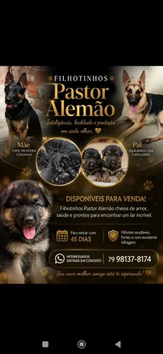 Filhote de pastor alemão 