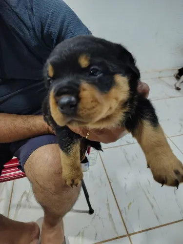 Venda de pets