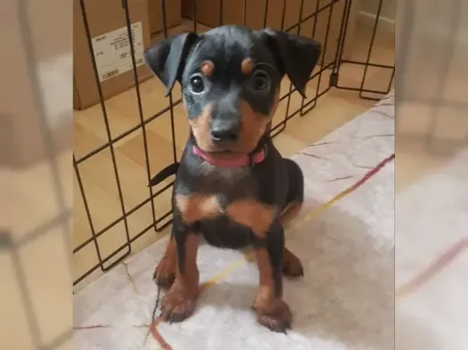 Pinscher/Pincher Filhotinhos Mini Macho e Fêmea Vacinados São Paulo