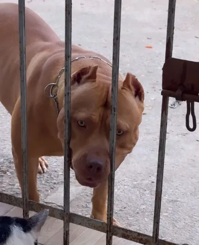 Pit Bull red nose