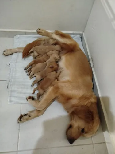 DOAÇÃO RESPONSÁVEL - FILHOTES DE GOLDEN