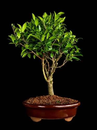 Bonsai Cerejeira do Rio Grande / Vaso de Cerâmica Marrom Vinho - Hajime Bonsai