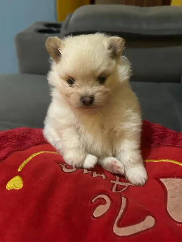 Vende-se um filhote de spitz alemão