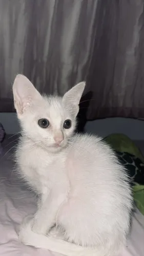 Gatinhas pra doar 