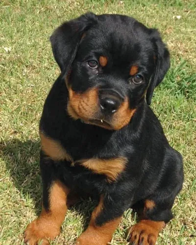 Rottweiler Esse filhote tem tudo para te encantar