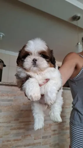 Vende se filhote fêmea da raça Shitzu padrão da raça