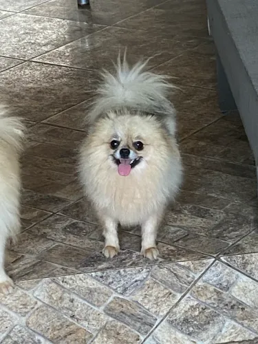 Spitz alemão fêmea 