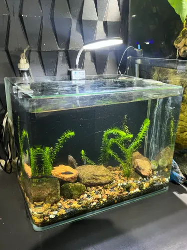 Aquário curvo 30lts 