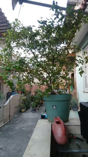 Pitangueira produzindo
