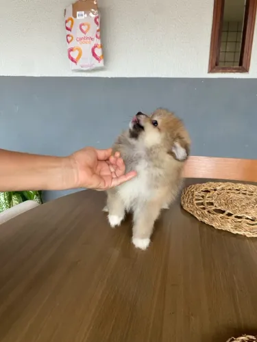 Spitz alemão,pedigree Cbkc 