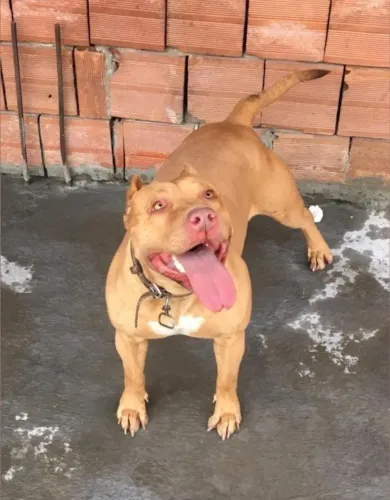 Filhotes de pitbull para encomenda