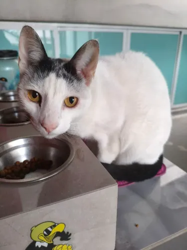 Gato