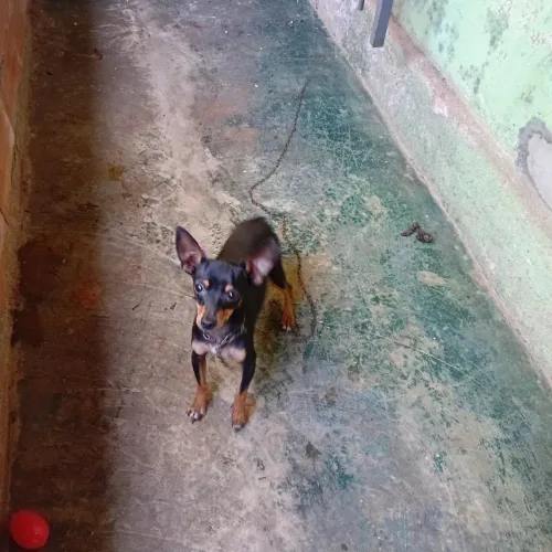 Pinscher 01