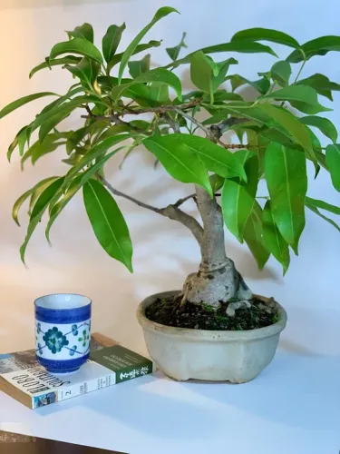 Bonsai de Jamelão - Pequeno e charmoso