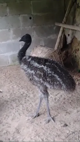Título: Filhote de Emu à Venda - Oportunidade Única!