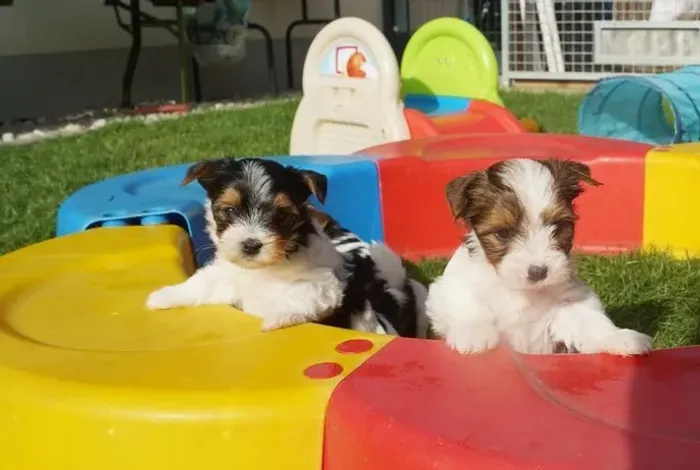 Biewer Terrier Fêmea Tricolor A Melhor Companhia para Você