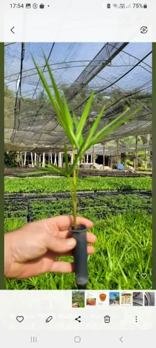  VENDO MUDAS PALMITOS E PALMEIRAS 
