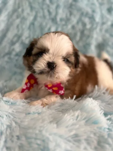 Filhote Shih Tzu Macho