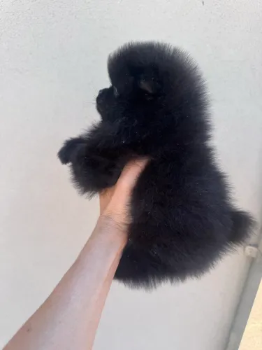 Spitz alemão fêmea pronta entrega 